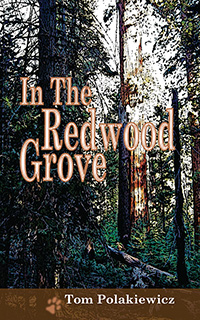 In The Redwood Grove