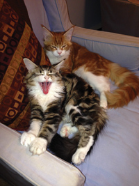 Katz B. Hyden and Pheilynes R. Runen