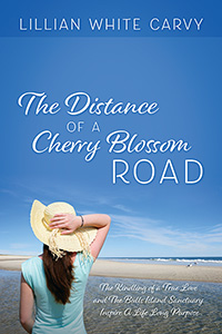 The Distance of a Cherry Blossom Road